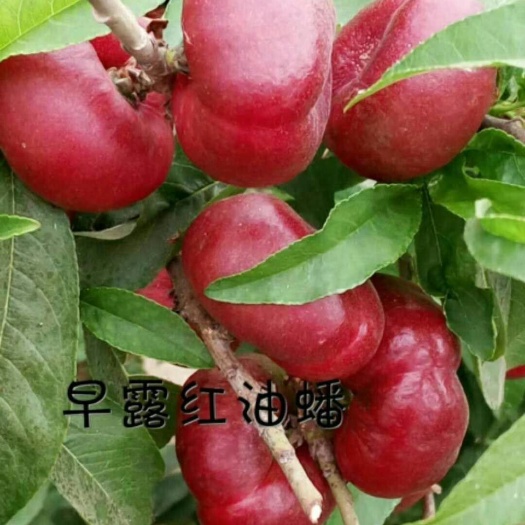 泰安早露蟠桃苗 1~1.5米