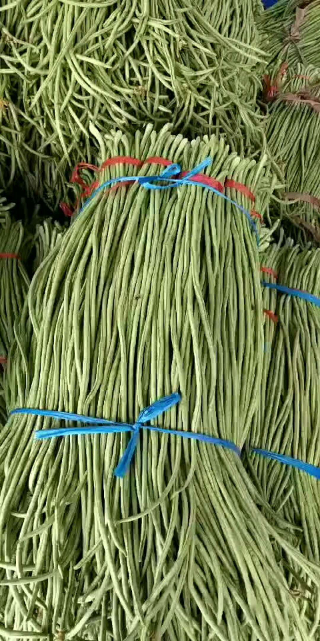 双丰豆角 60cm以上 不打冷 