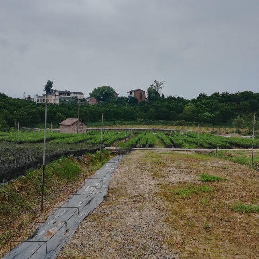 重庆市纽荷尔脐橙苗 杯苗袋苗 0.5米以下