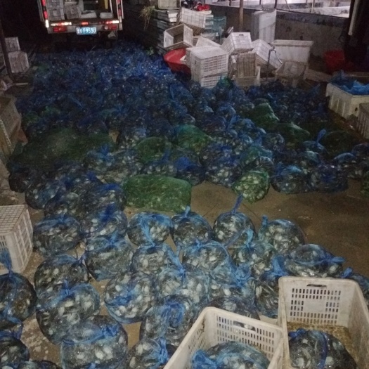 寿光市大闸蟹苗 