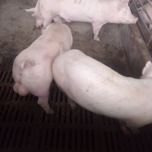 新沂市大白猪  优质大约种公猪，支持发货全国各地