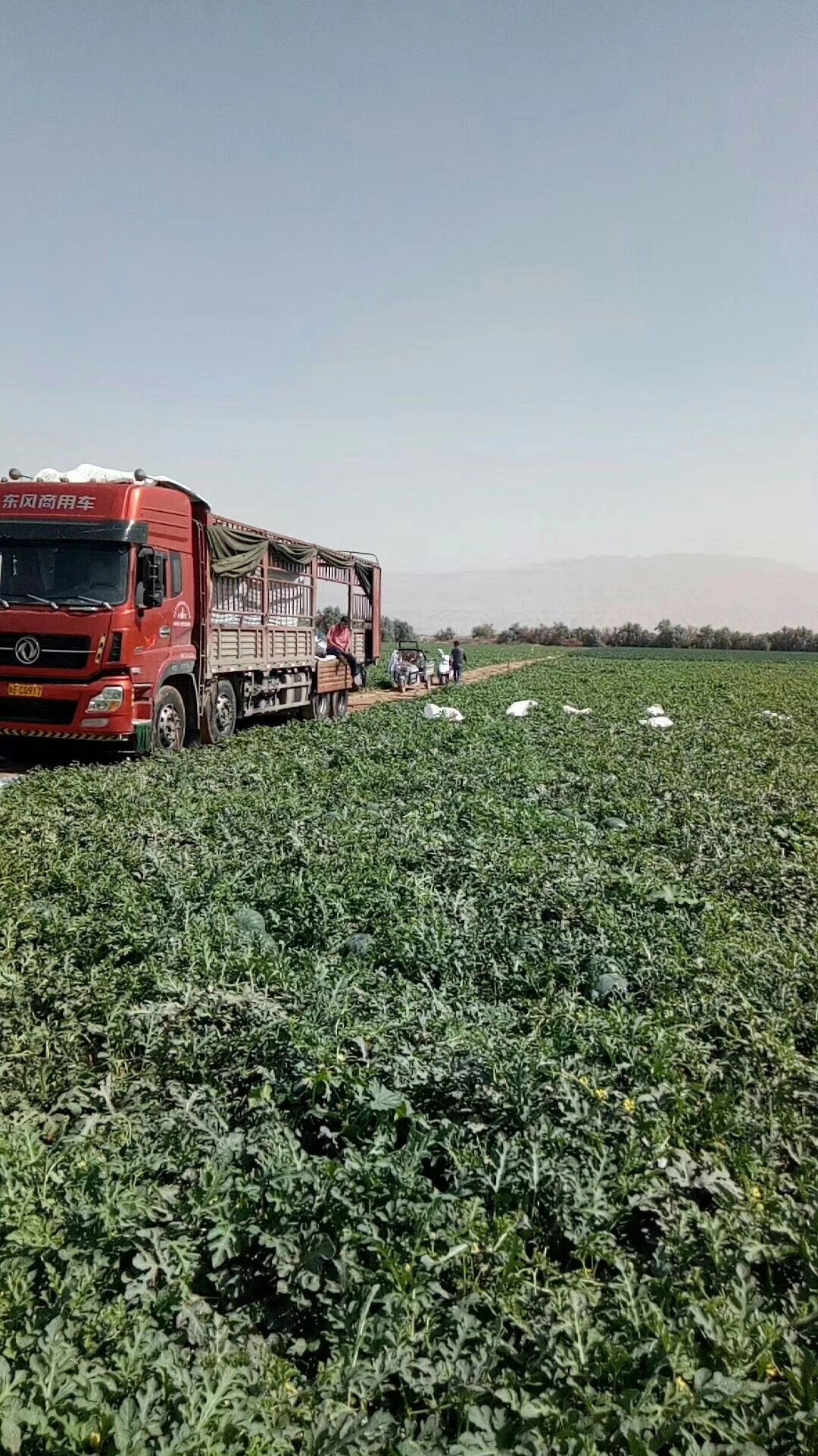 金城5号西瓜 有籽 1茬 9成熟 10斤打底 