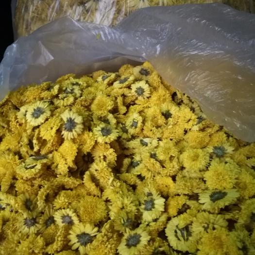 休宁县金丝黄菊苗 