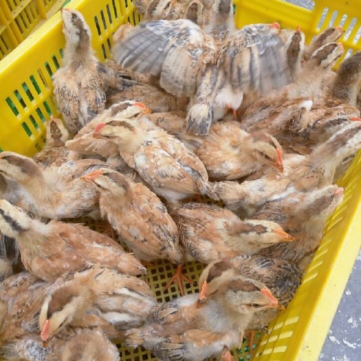 南宁桂香土鸡苗