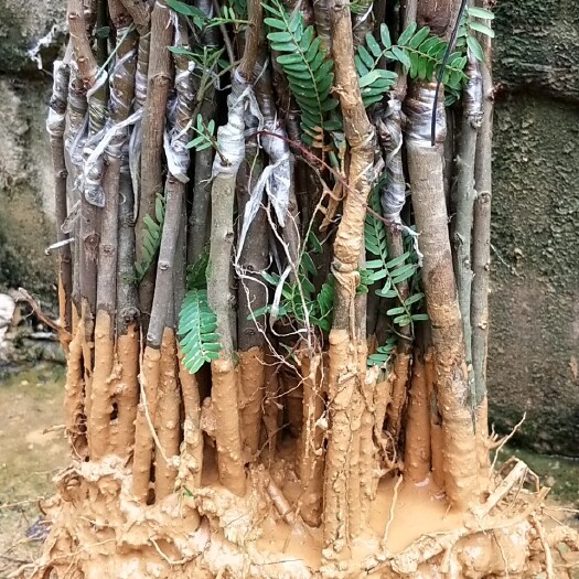 灵山县余甘果苗 0.5~1米