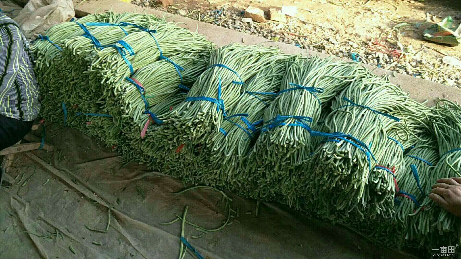 双丰豆角 60cm以上 不打冷 