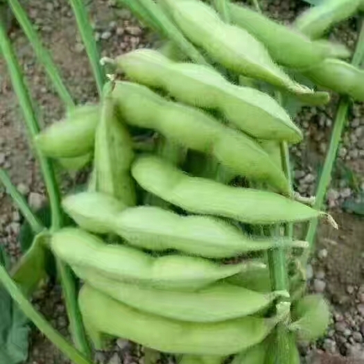 毛豆荚  精品开心绿毛豆✔产地直销✔质量保证✔量大从优✔合作共赢✔