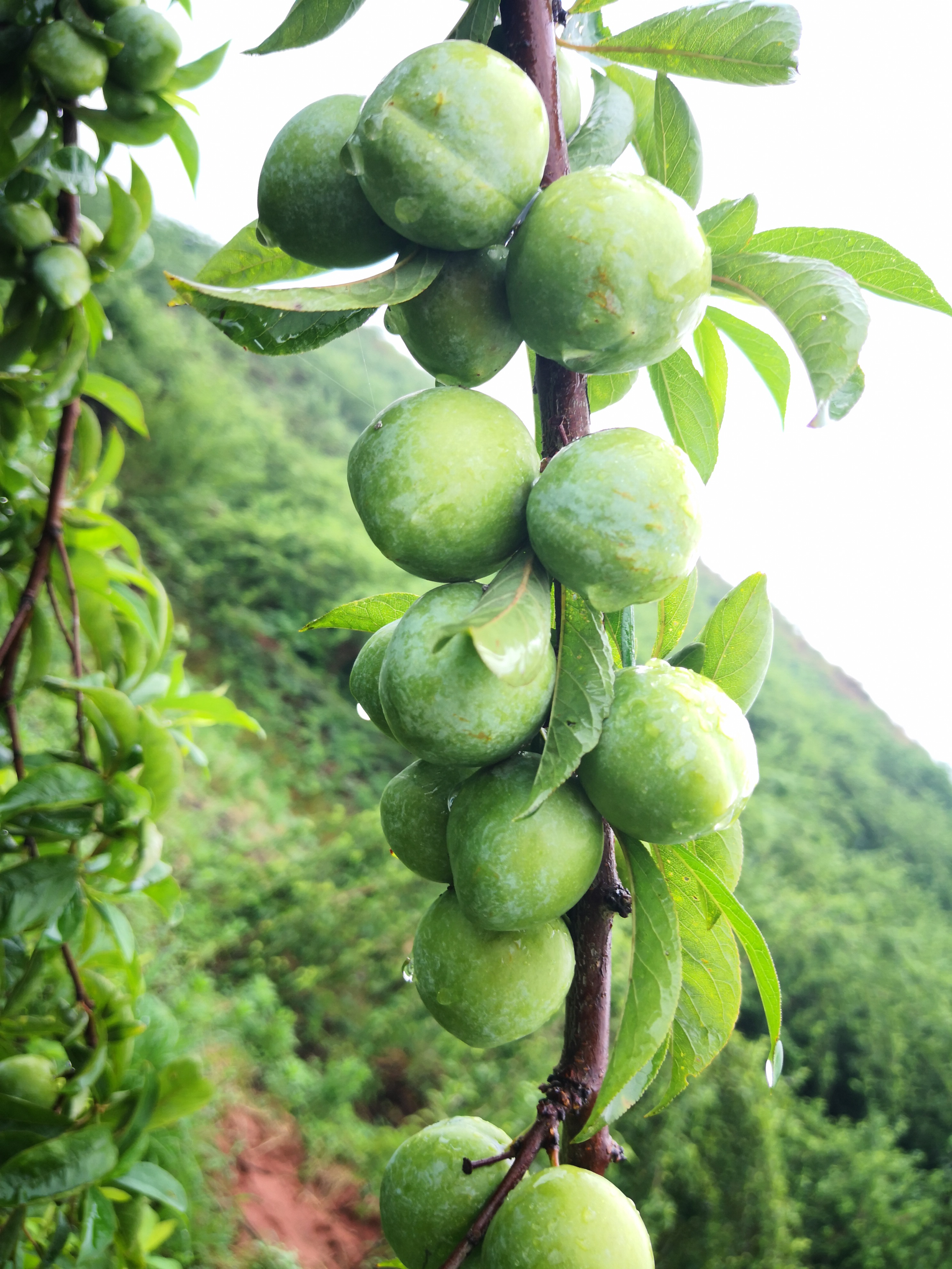 奈李苗  根系发达，苗子粗壮包纯度