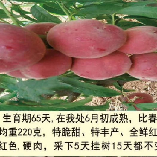 泰安春晓桃树苗 1~1.5米 
