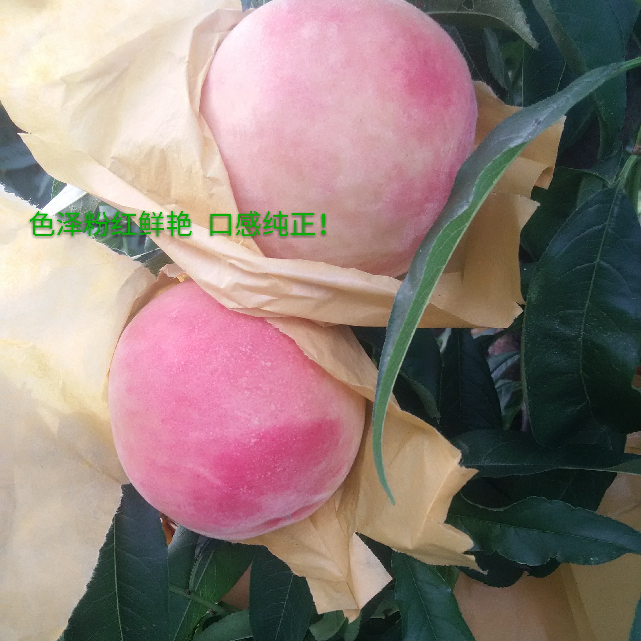 阳山水蜜桃
