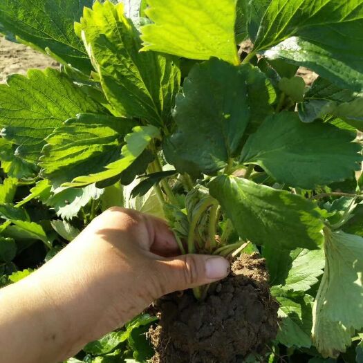 泰安甜查理草莓苗 地栽苗 20~30公分