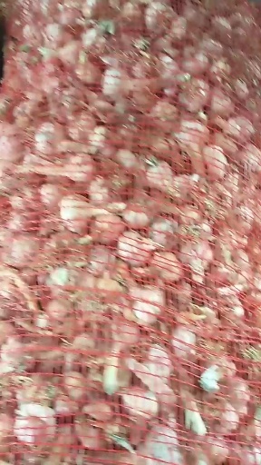 丰县二水早大蒜 混级统货 多瓣蒜