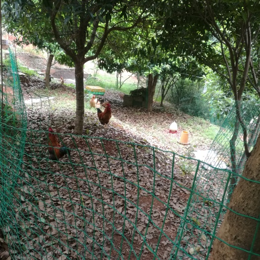 宁乡市 纯土鸡