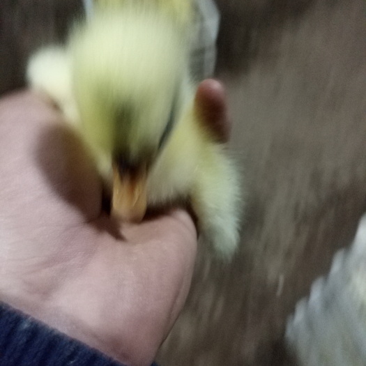 原阳县三花杂交鹅苗 