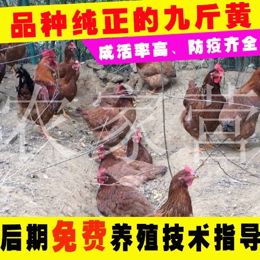 成都三黄鸡苗 母