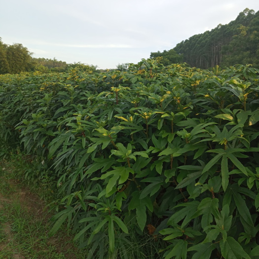 灵山县 五指毛桃苗