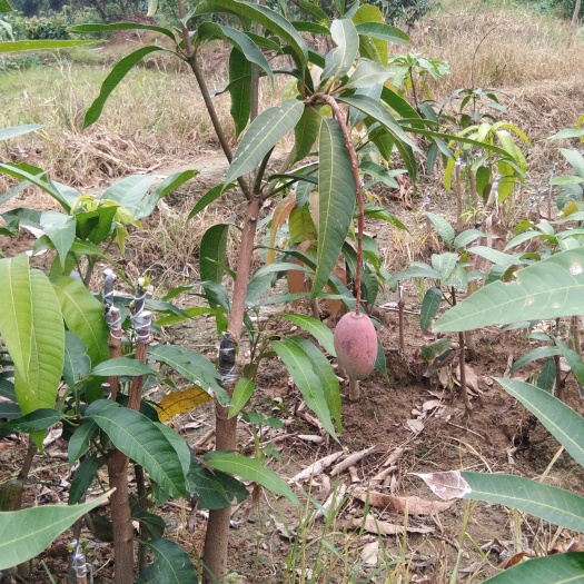 灵山县贵妃芒果苗