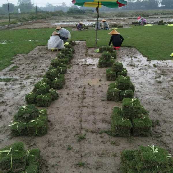  马尼拉草皮 大量供应