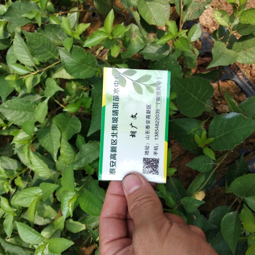泰安吉塞拉樱桃苗