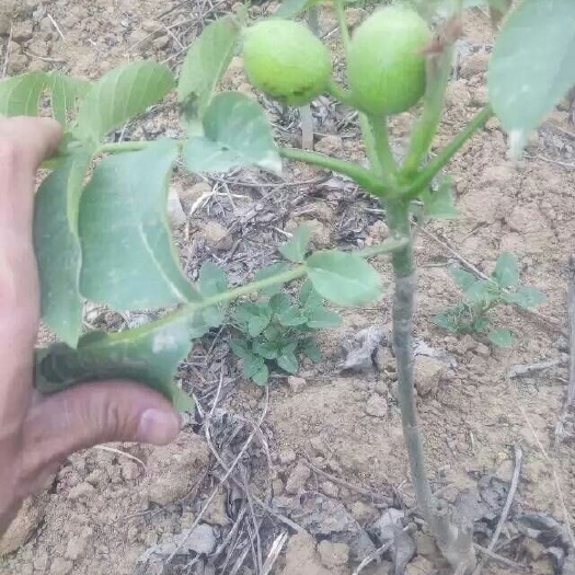 泰安薄皮核桃苗