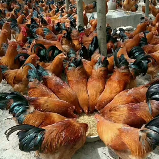 南宁桂香土鸡苗 