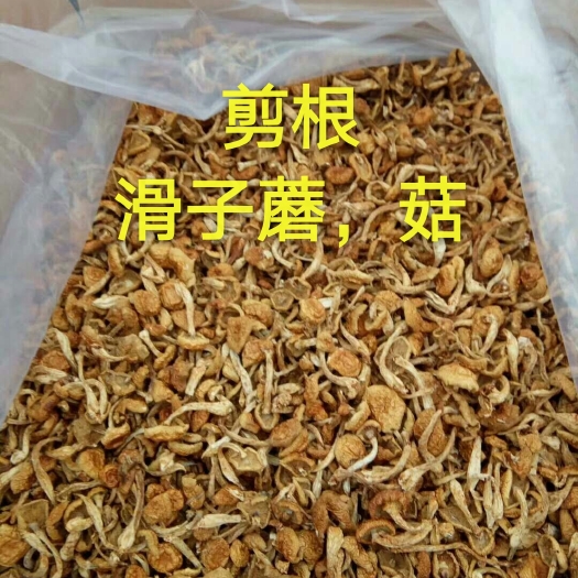 郑州滑子菇 人工种植 干货