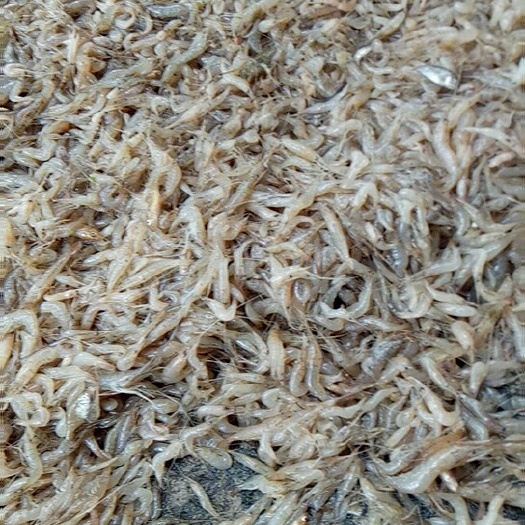 山坑鱼仔 