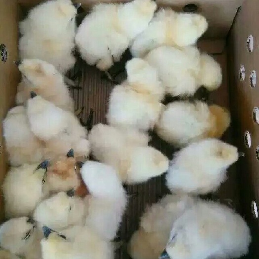 南宁竹丝鸡苗 
