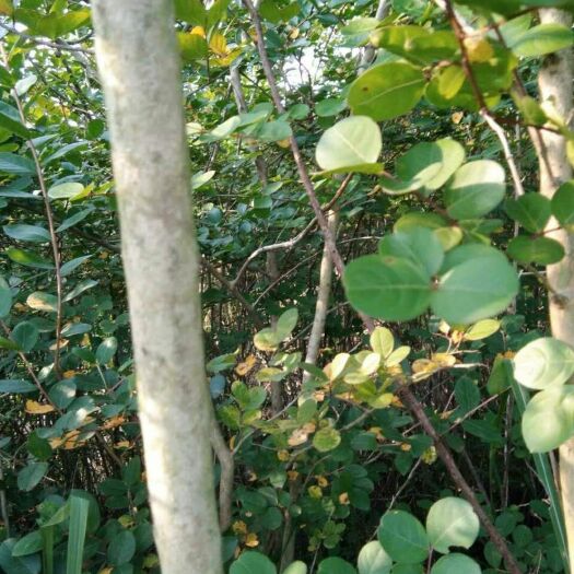 仁化县紫薇树  低价处理