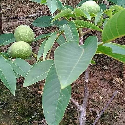 泰安薄皮核桃苗 