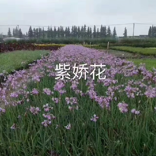 酒泉紫娇花  产新品种
