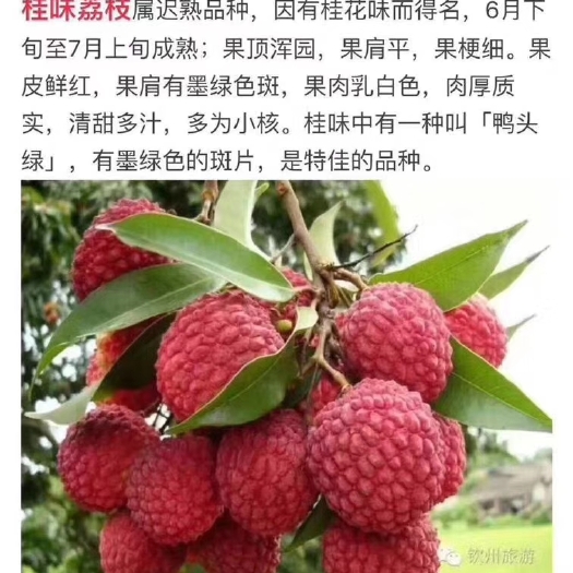 灵山县桂味荔枝苗