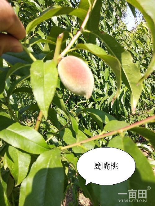 泰安鹰嘴蜜桃苗 1~1.5米 