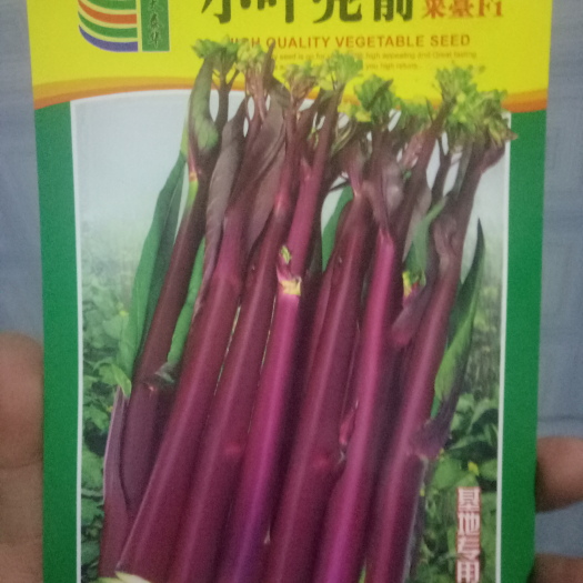 红菜苔种子