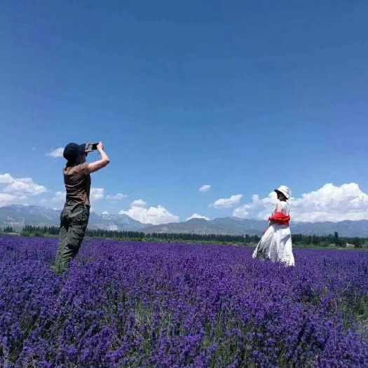 酒泉薰衣草种子 