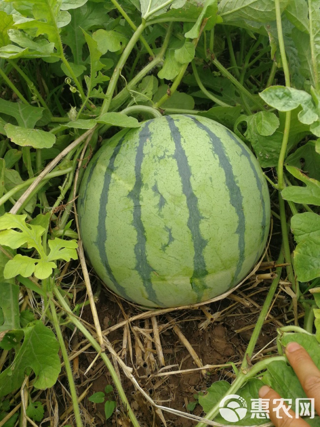 麒麟西瓜 露天麒麟瓜，7斤起步，口感好甜度高