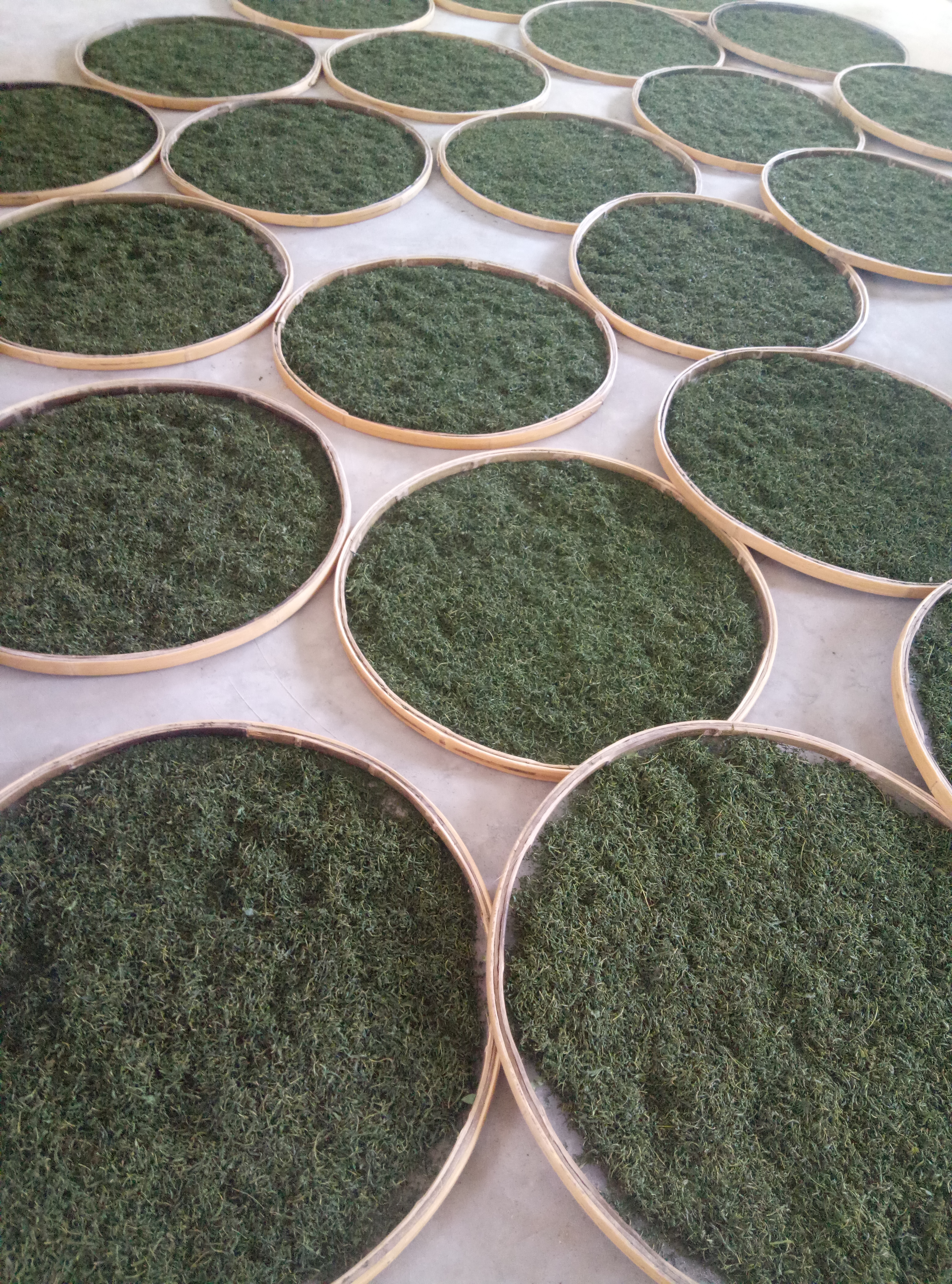 供应大厅  中药材  文冠果  商品详情 *生文冠果茶,厂家直供,量大优惠