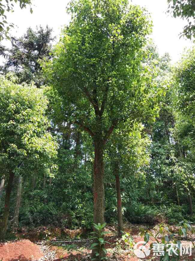 骨架香樟