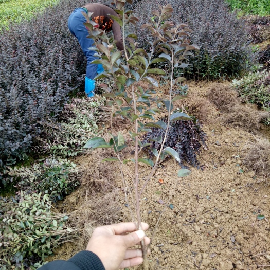郴州黑珍珠红继木