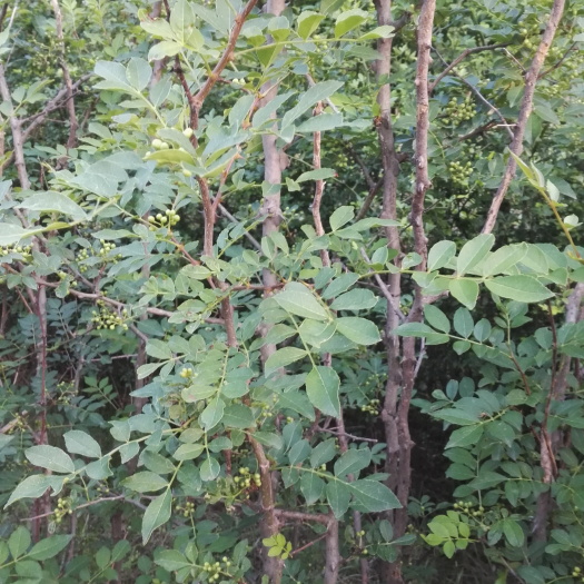 泰安大红袍花椒苗 