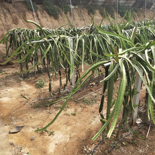 泰安贵州红心火龙果苗