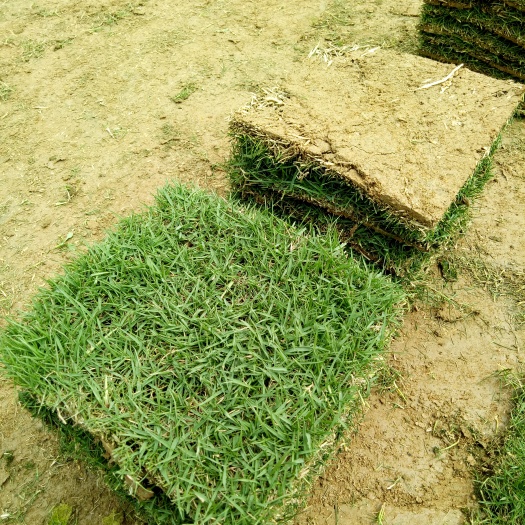 郴州马尼拉草皮  马尼拉草坪草块草卷四季常青2号草皮