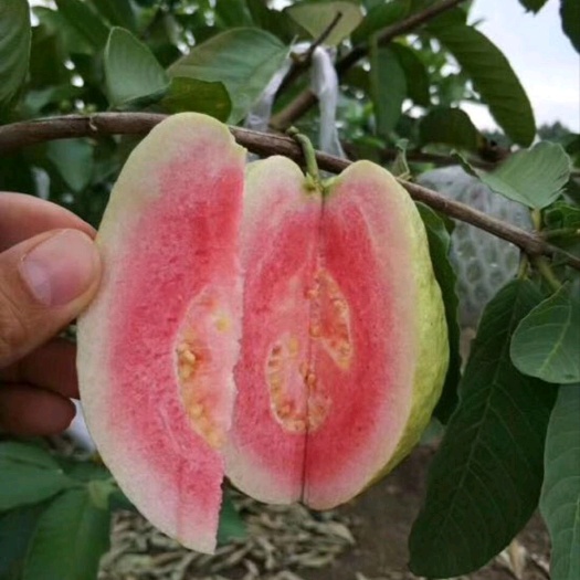 灵山县四季珍珠番石榴苗，红心芭乐番石榴苗  可带营养杯或裸发货的！