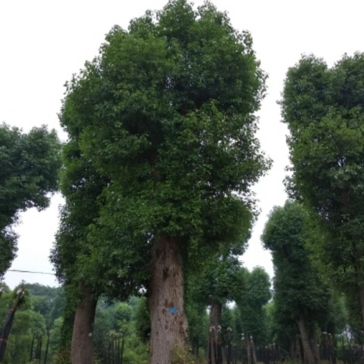 益阳骨架香樟