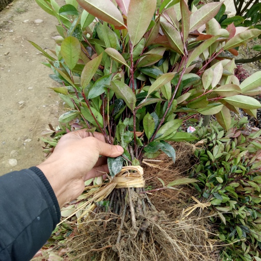 郴州红叶石楠