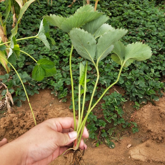 泰安红颜草莓苗 地栽苗 20~30公分