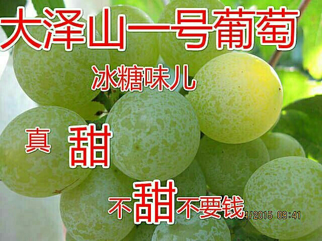 泽山一号葡萄 0.8-1斤 5%以下 1次果