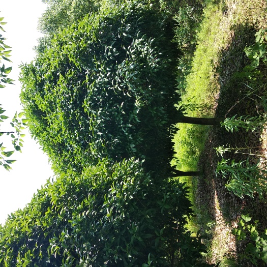 益阳桂花树