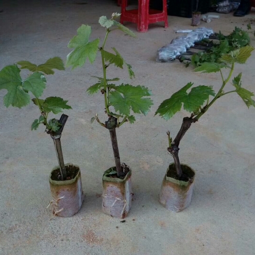 灵山县巨峰葡萄苗