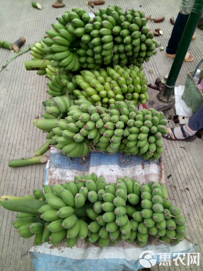 米蕉 八成熟